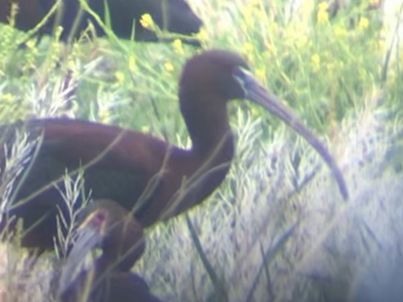 Glossy Ibis - ML329791861