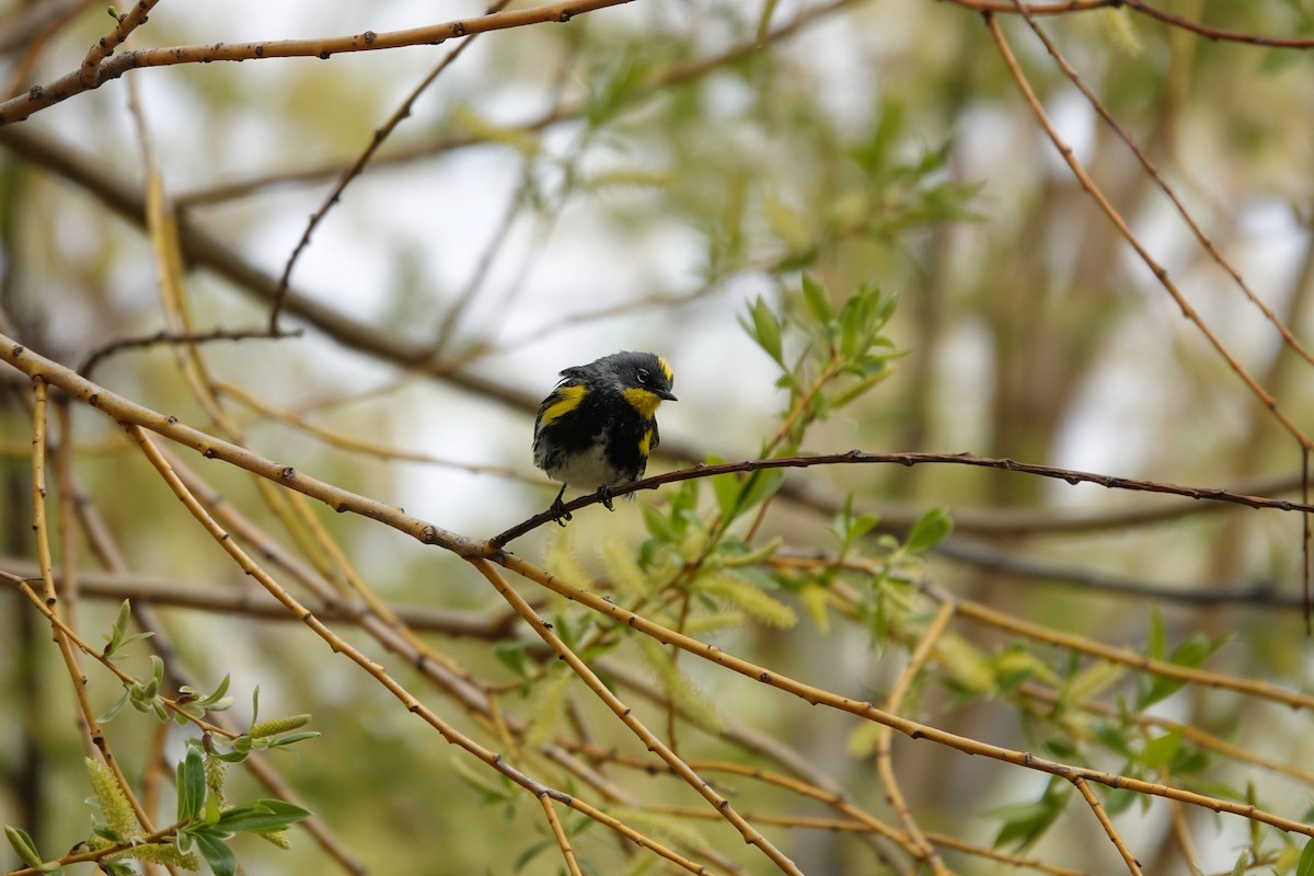 Yellow-rumped Warbler (Audubon's) - Michelle Hamilton