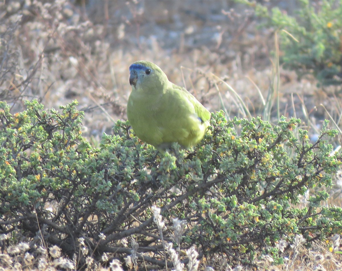 Rock Parrot - Catherine Hirsch