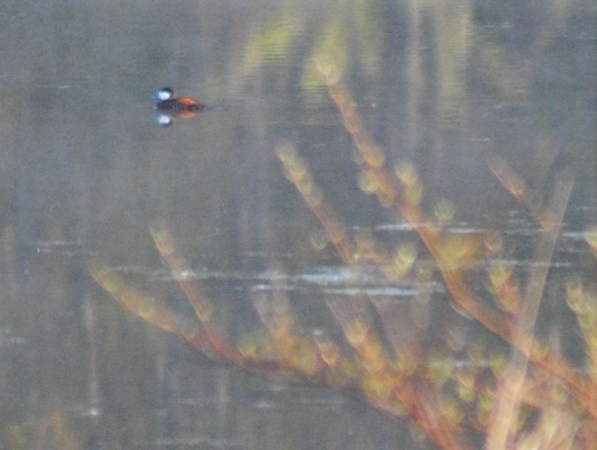 Ruddy Duck - ML329794921