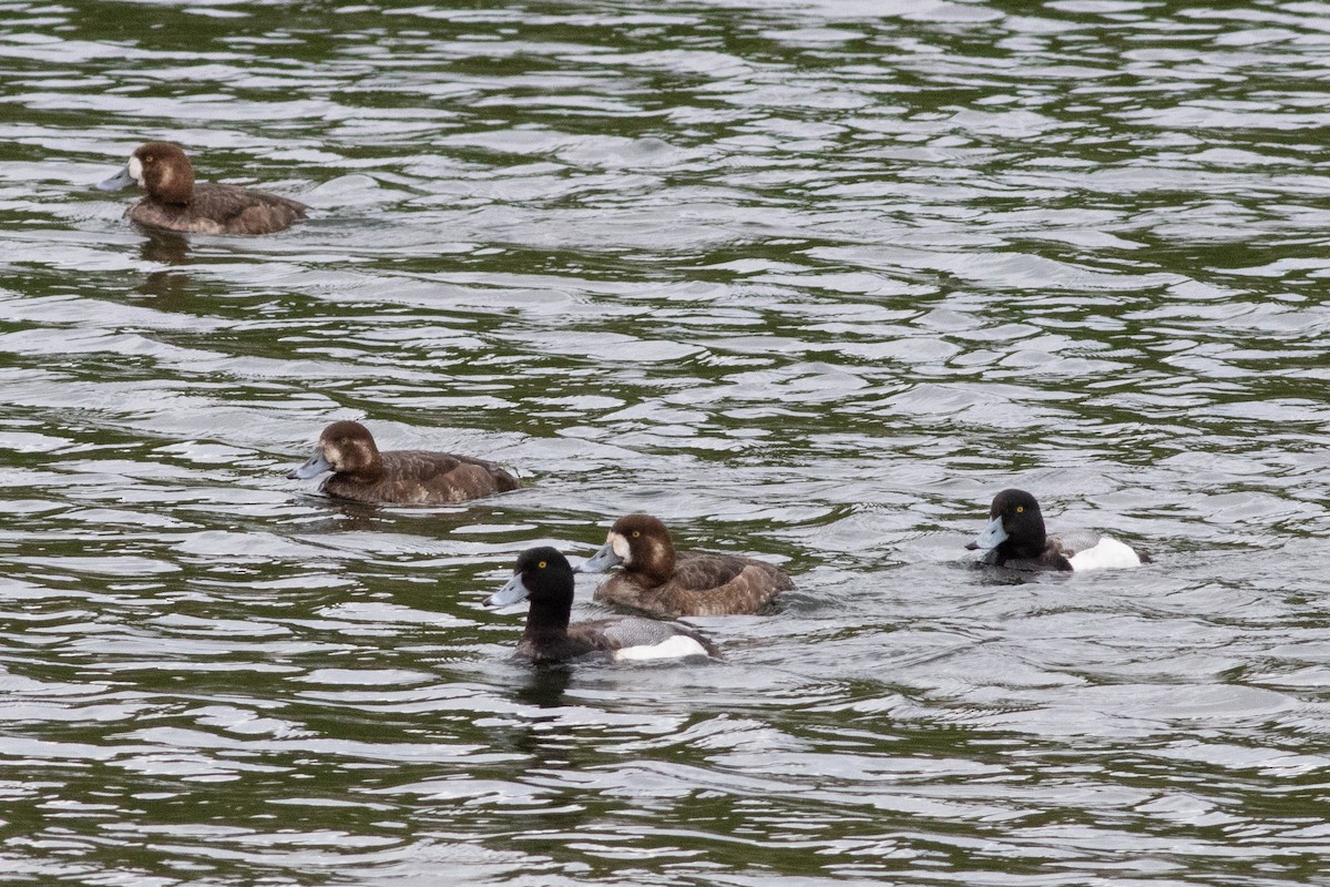 スズガモ - ML329795361