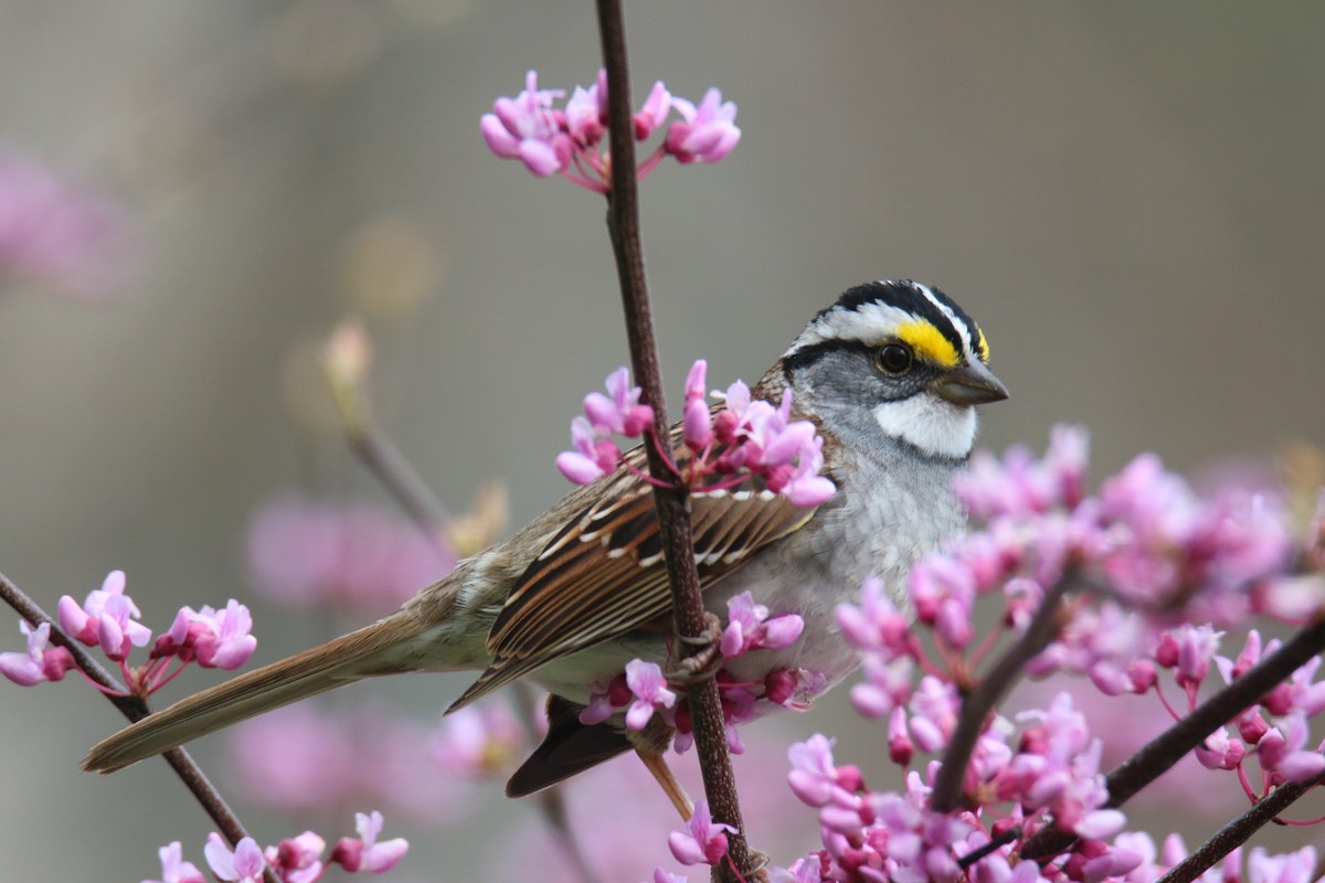 White-crowned Sparrow - Andrew E and Rebecca A Steinmann