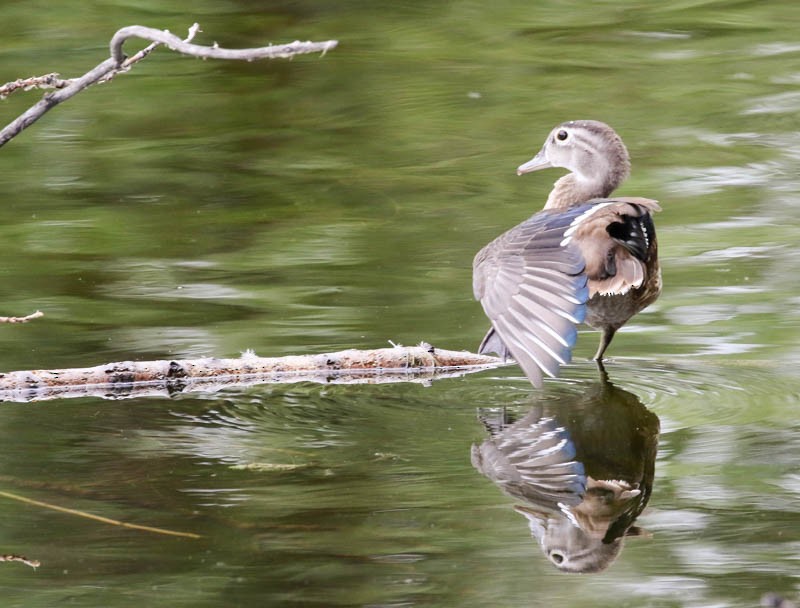 Wood Duck - ML32979671