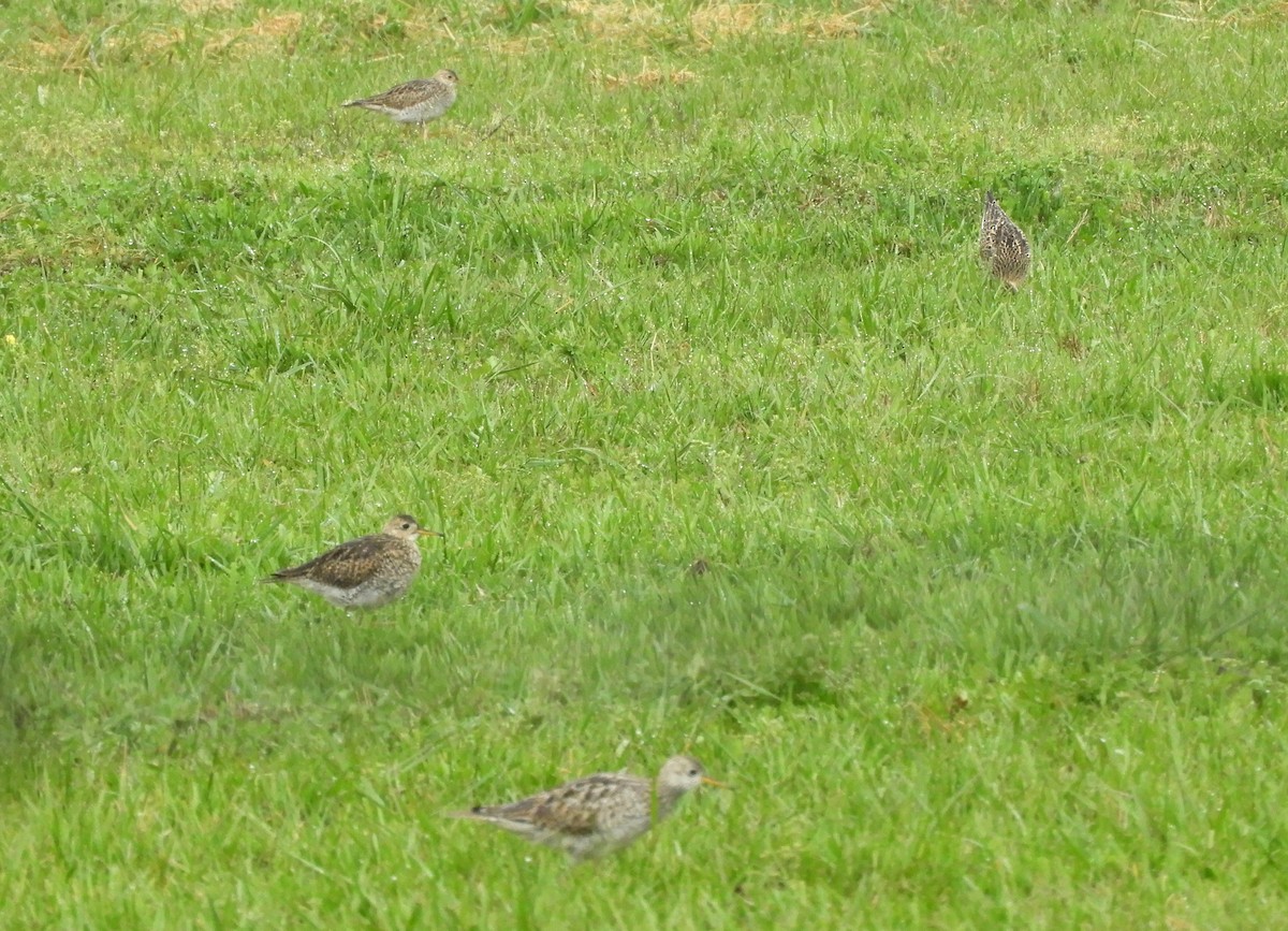 Upland Sandpiper - ML329797091