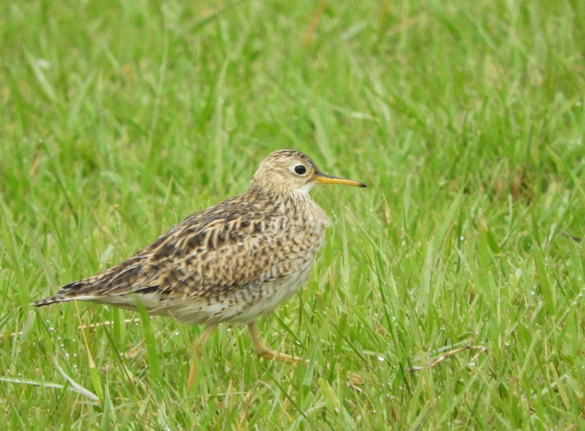 Upland Sandpiper - ML329797101