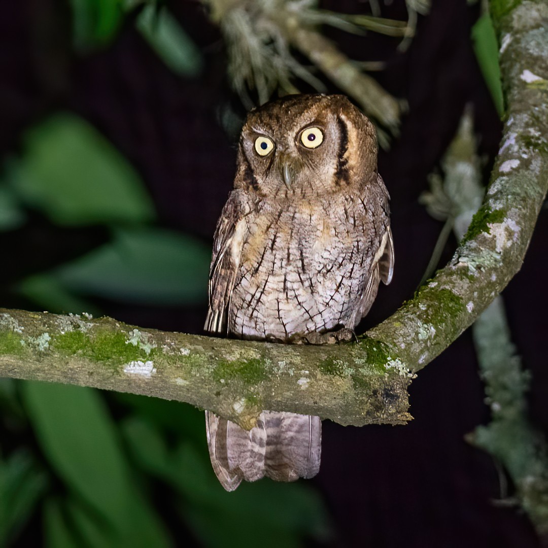 Tropical Screech-Owl - ML329797551