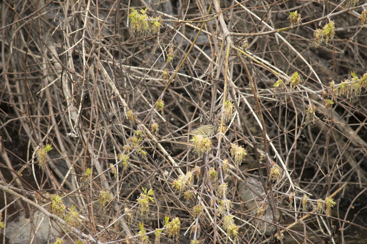 Yellow-browed Warbler - ML329797981