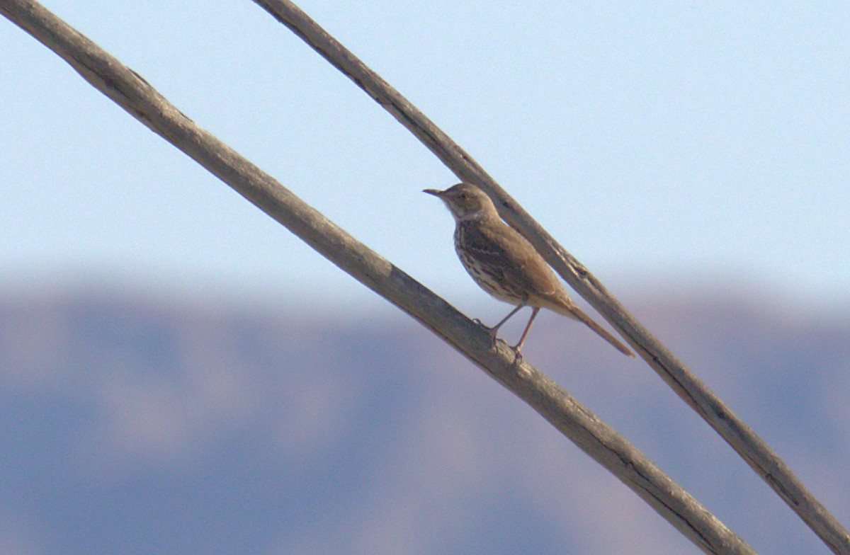 Sage Thrasher - ML329801461