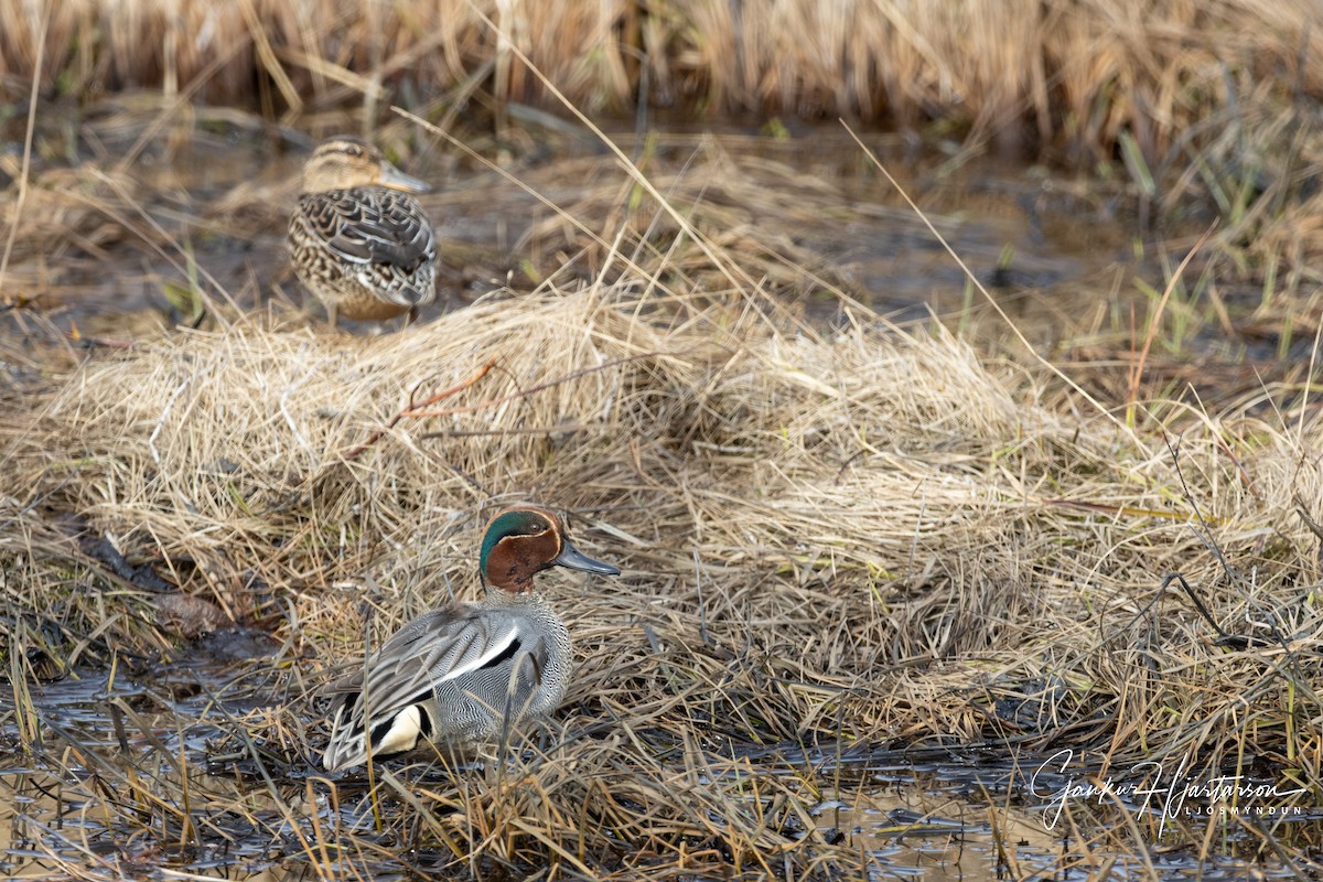 Green-winged Teal - ML329803191