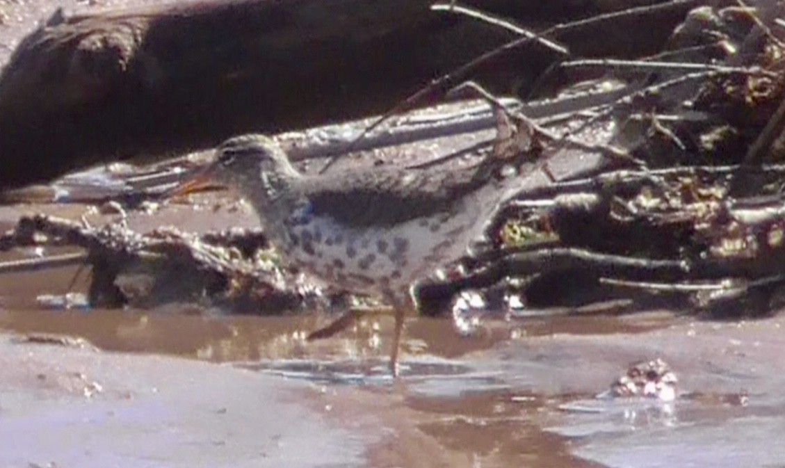 Spotted Sandpiper - Bernard Morris