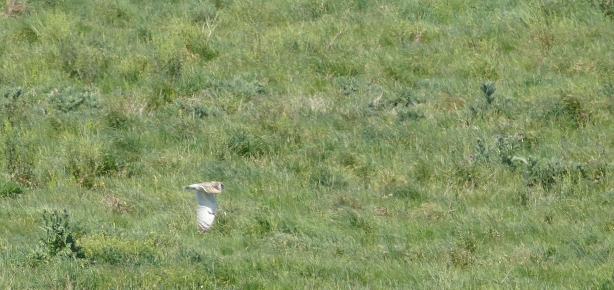 Short-eared Owl - sonia villalon