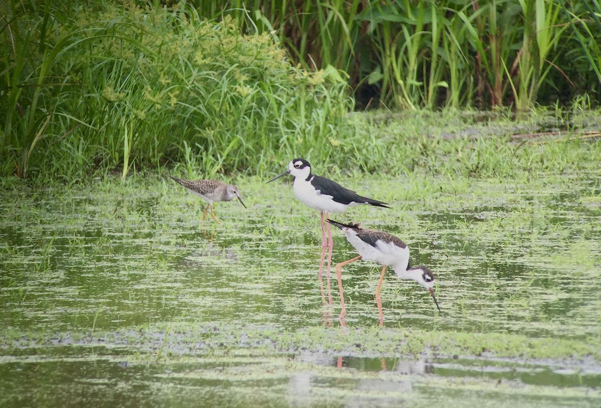 Black-necked Stilt - ML32980631