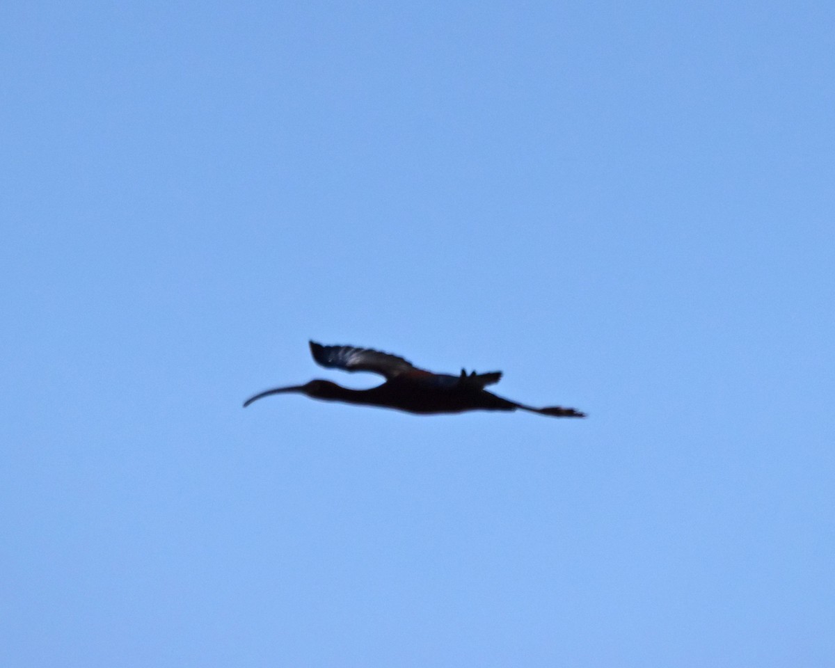 White-faced Ibis - ML329806491