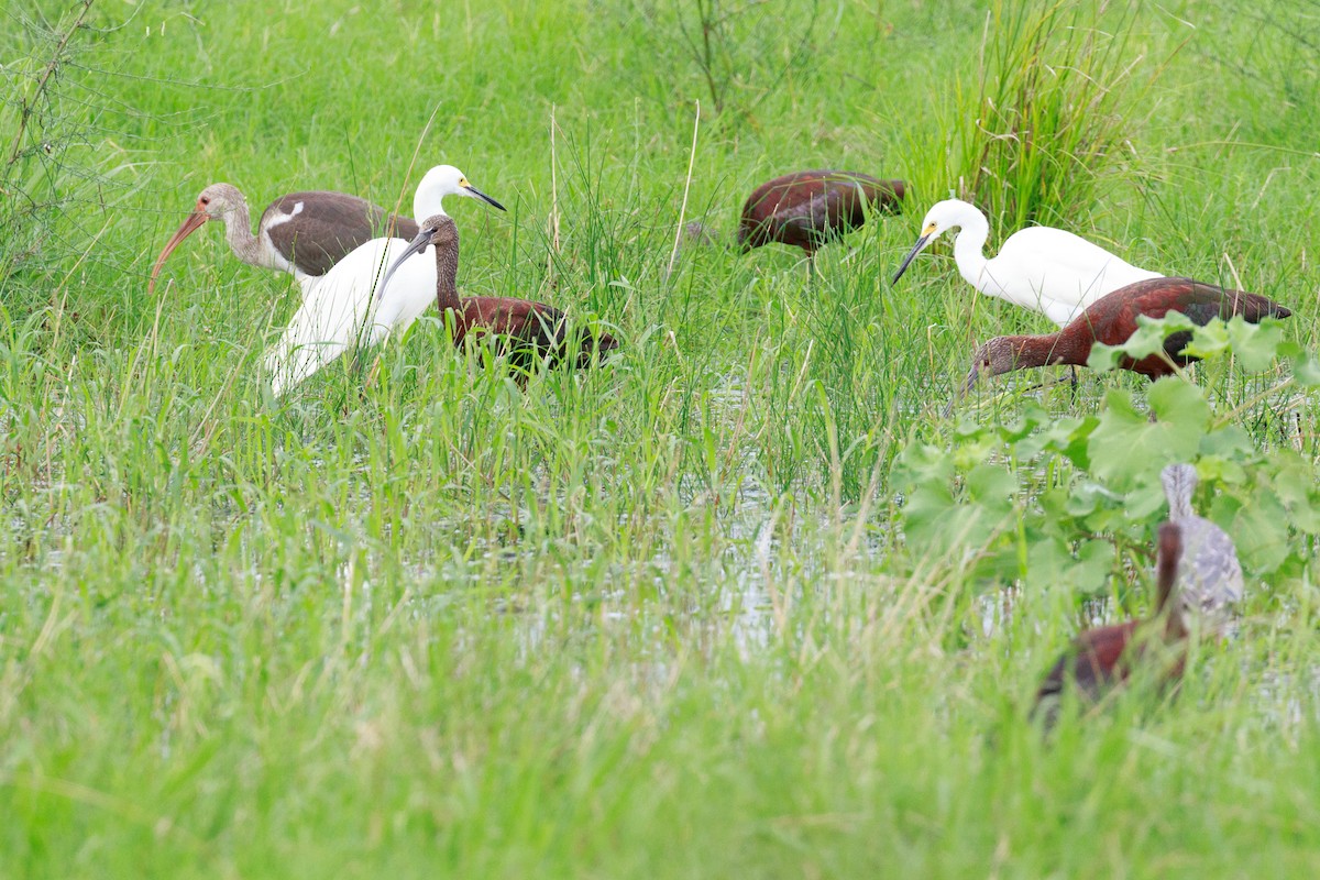 ibis hnědý - ML32980701