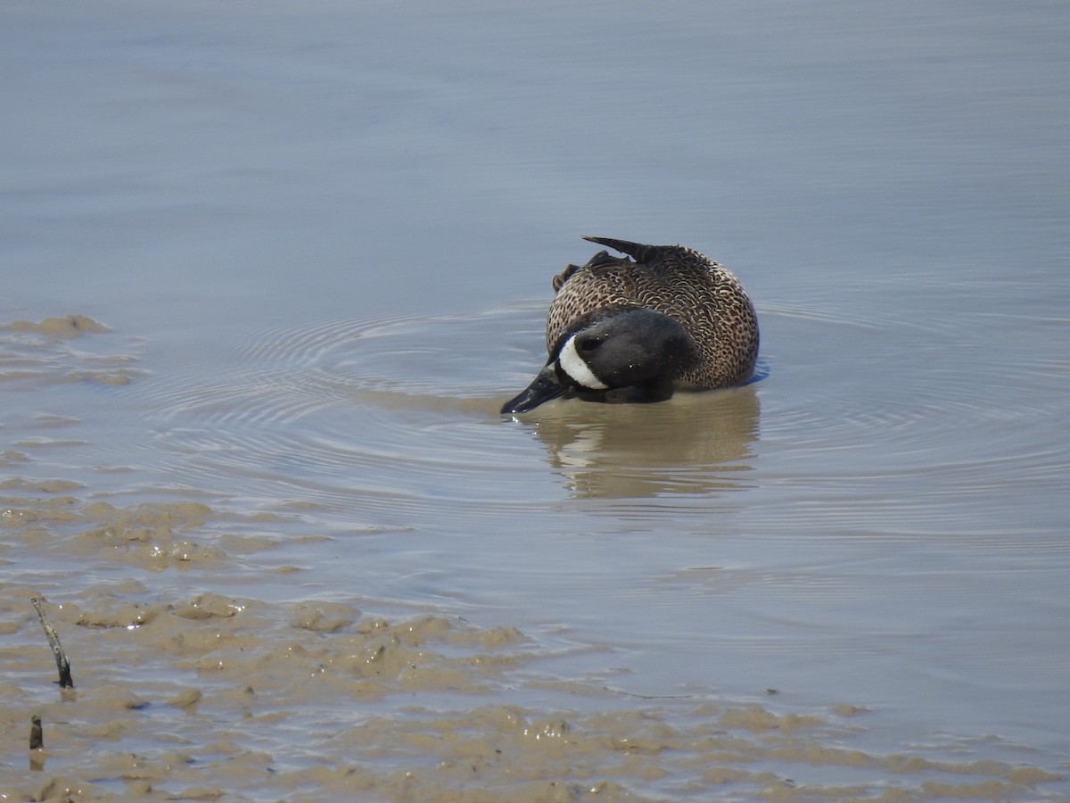 Blue-winged Teal - ML329807751