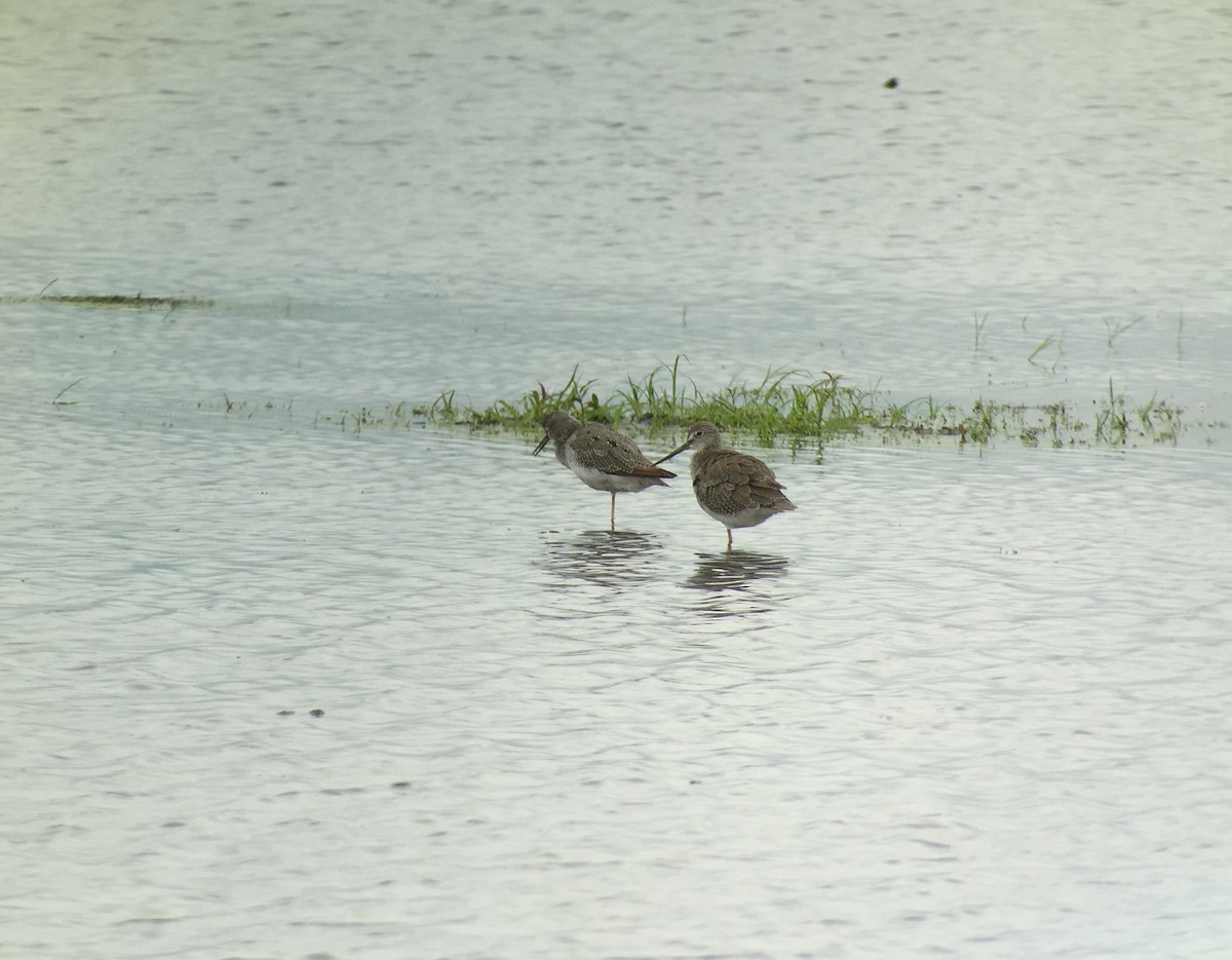 Greater Yellowlegs - ML32980781