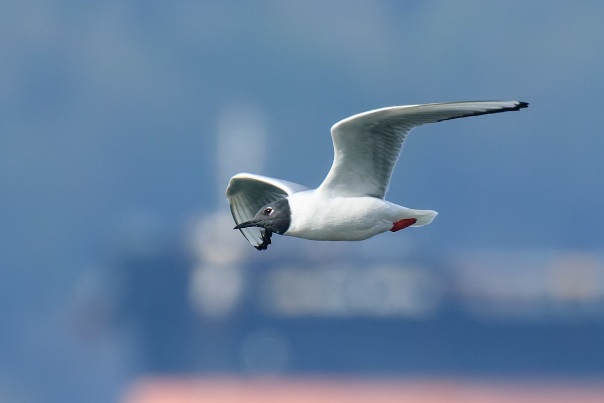 Bonaparte's Gull - Frank Lin