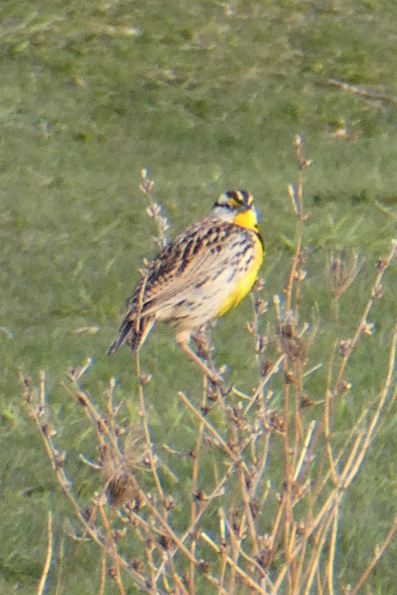 Eastern Meadowlark - K K