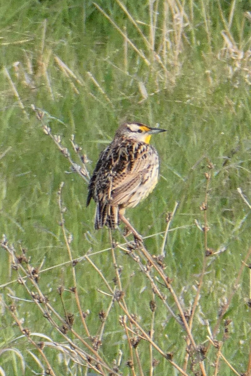 Eastern Meadowlark - ML329809721