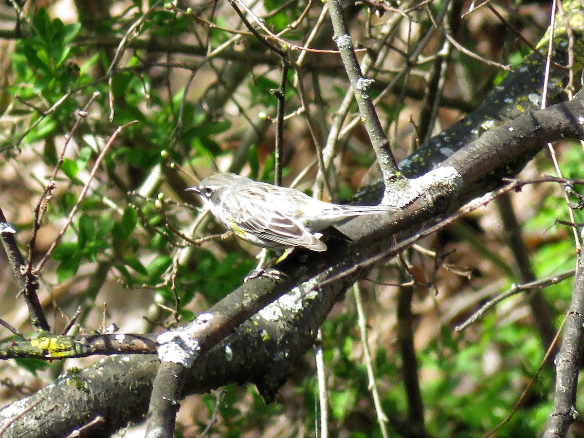 Yellow-rumped Warbler - Ann G Bilotti