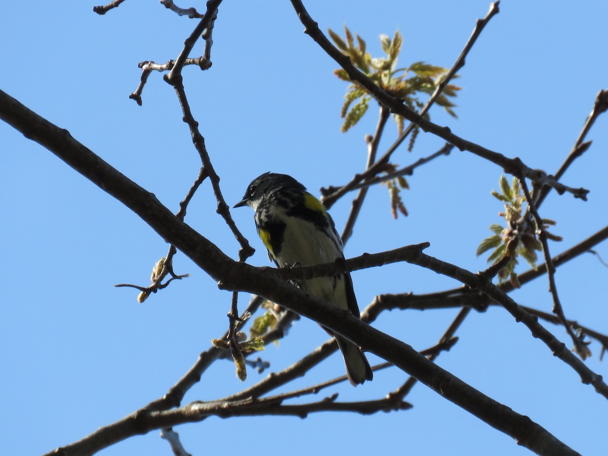 Yellow-rumped Warbler - ML329813051