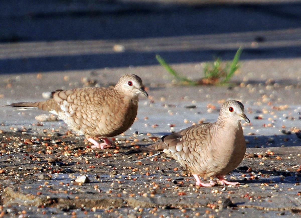 Inca Dove - ML329813891