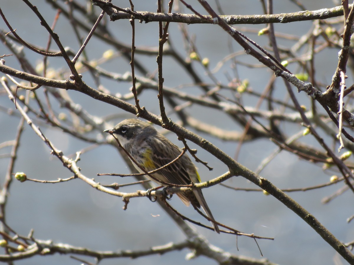 Yellow-rumped Warbler - ML329814021