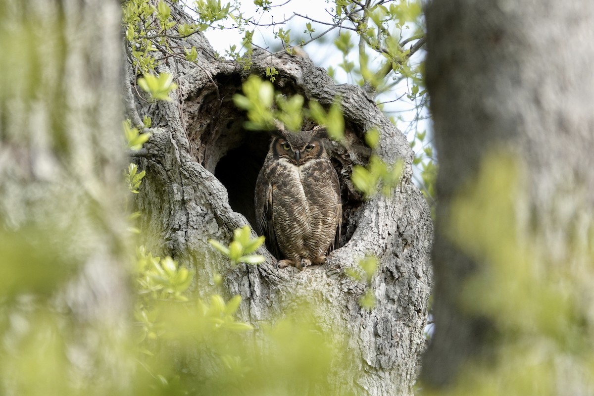 Great Horned Owl - ML329814301