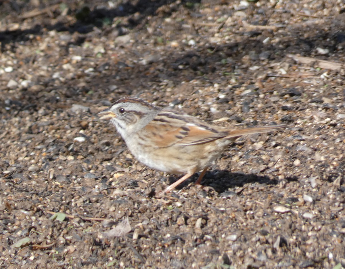 Swamp Sparrow - ML329815261