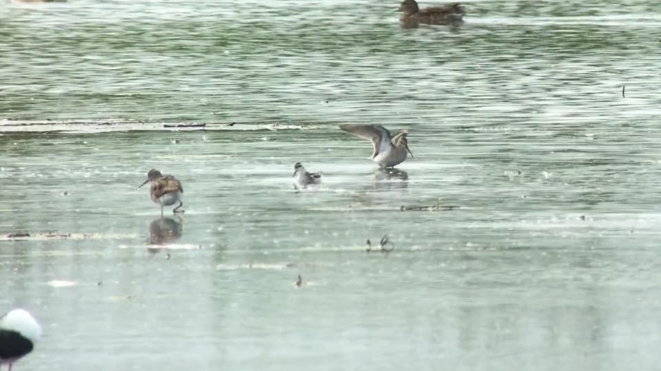 Phalarope à bec étroit - ML32981561