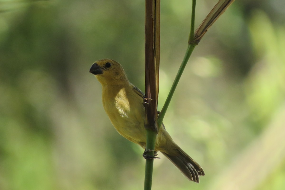 Gray Seedeater - ML329815731