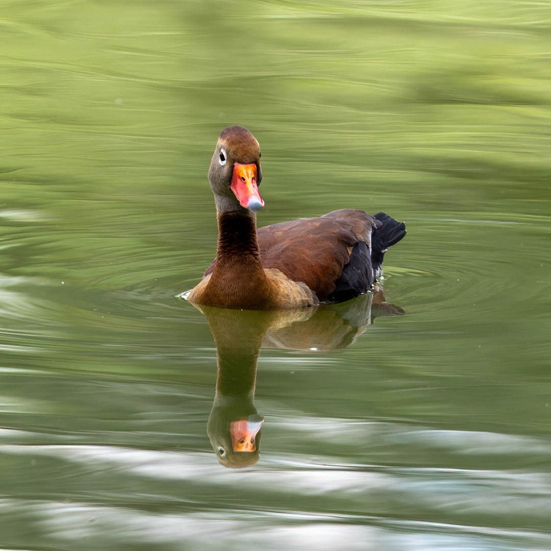 Black-bellied Whistling-Duck - ML329816571