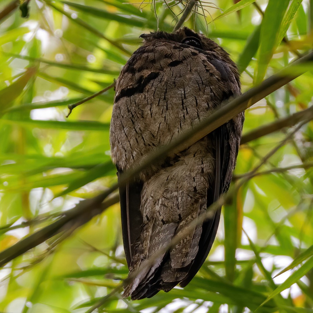 Common Potoo - ML329816621