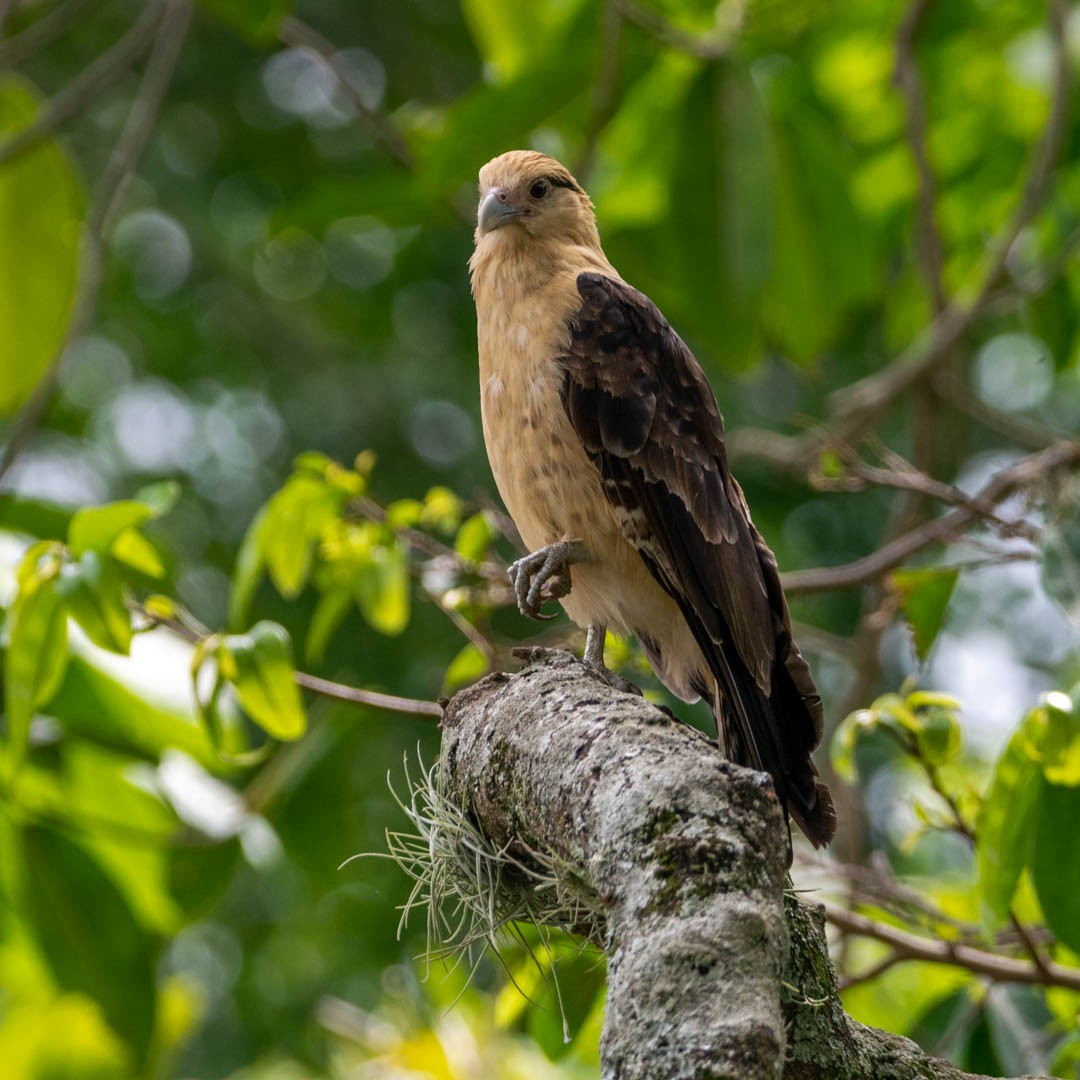 Yellow-headed Caracara - ML329816791