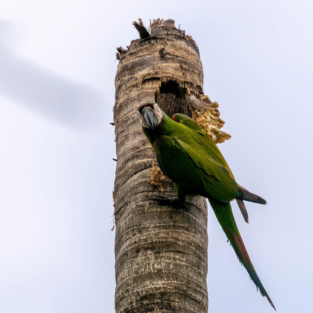 Chestnut-fronted Macaw - ML329816881