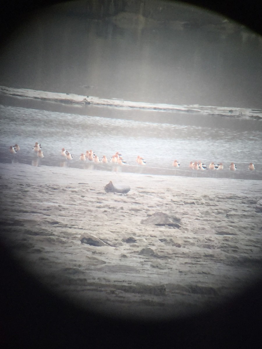 tenkozobec americký - ML329816931