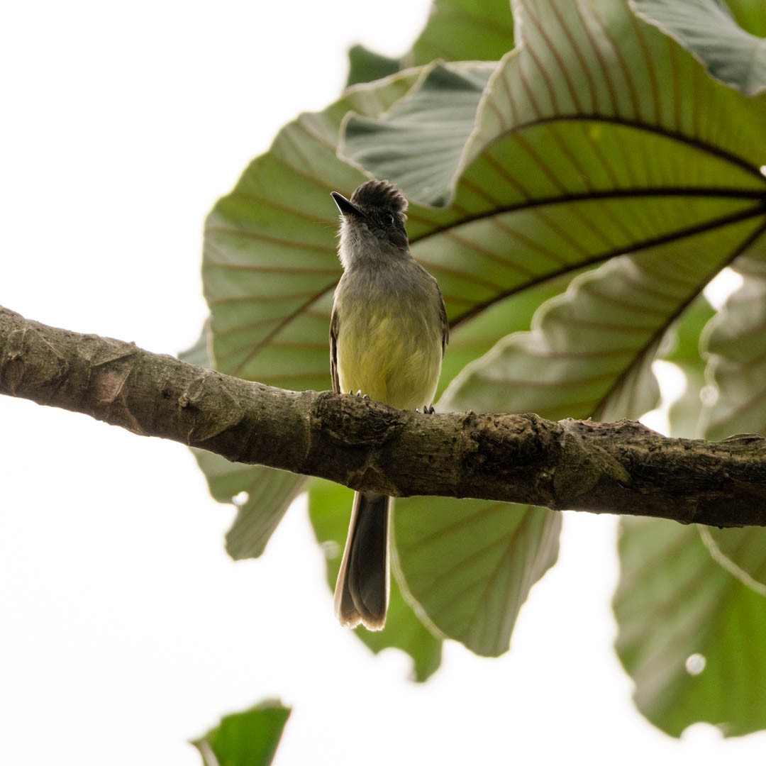 Apical Flycatcher - ML329817461