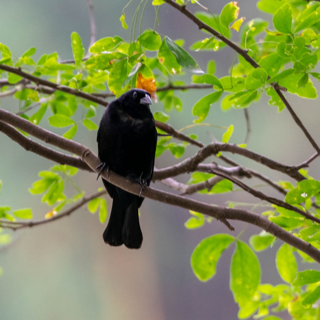 Giant Cowbird - ML329817581