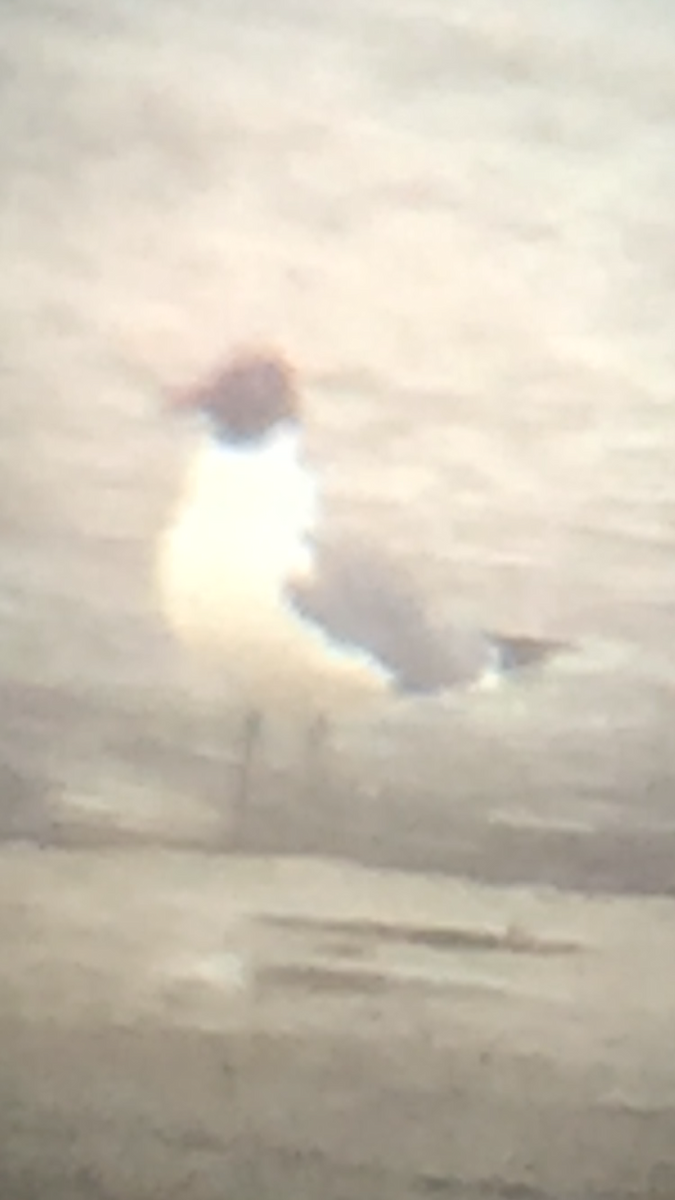 racek karibský - ML329817621