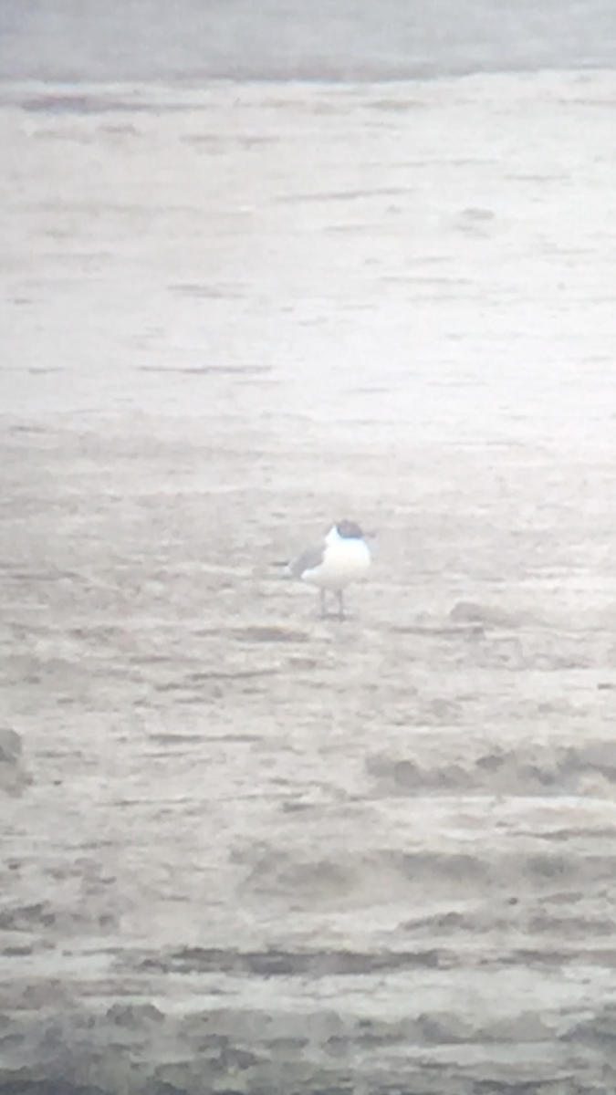 racek karibský - ML329817631