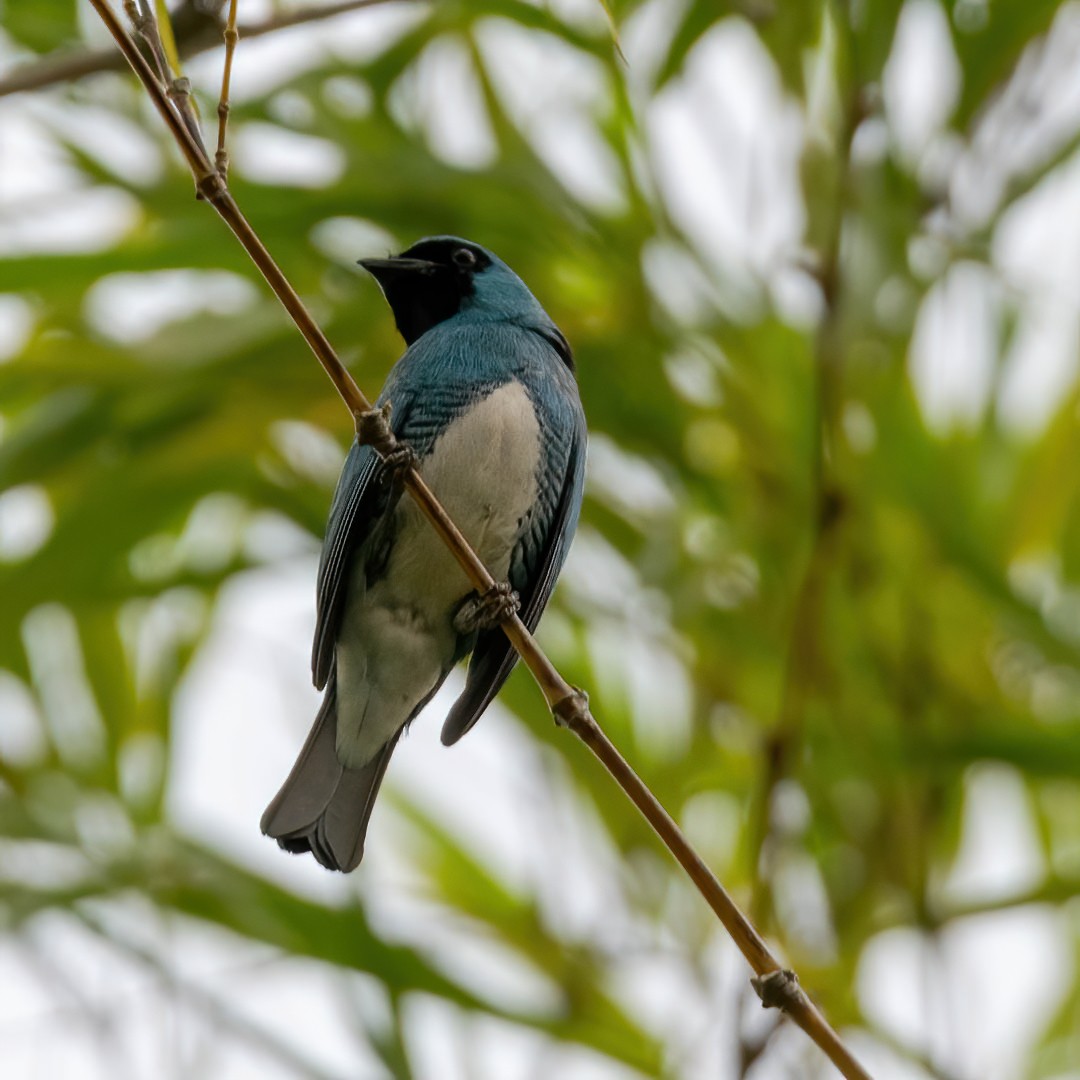 Swallow Tanager - ML329817651