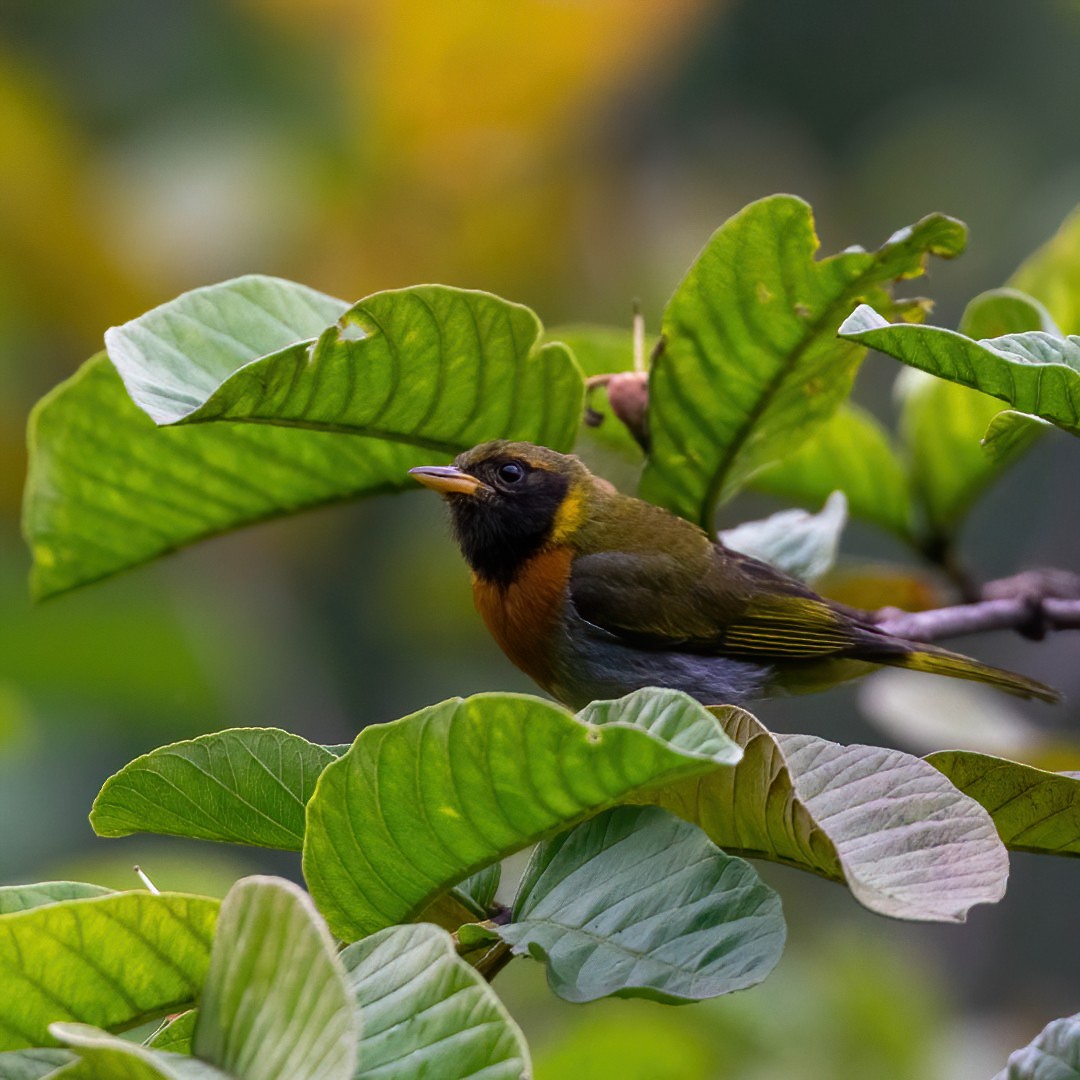 Guira Tanager - ML329817791