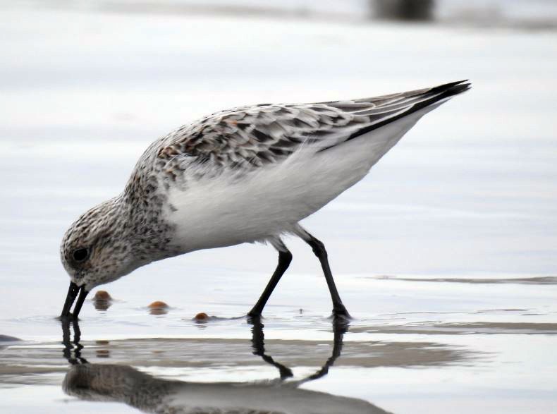 Bécasseau sanderling - ML329819341