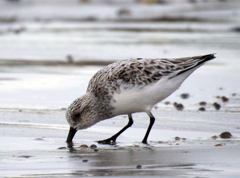 Sanderling - Marcio Kerbage