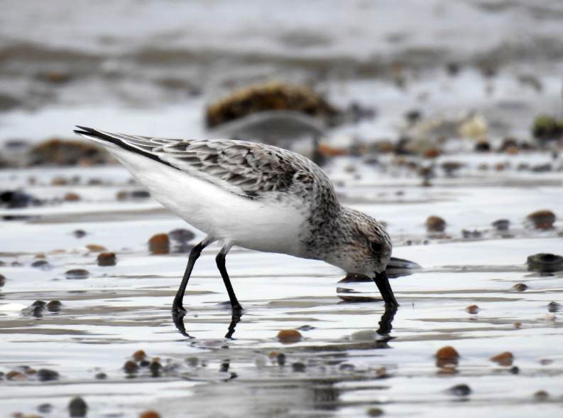 Bécasseau sanderling - ML329819371