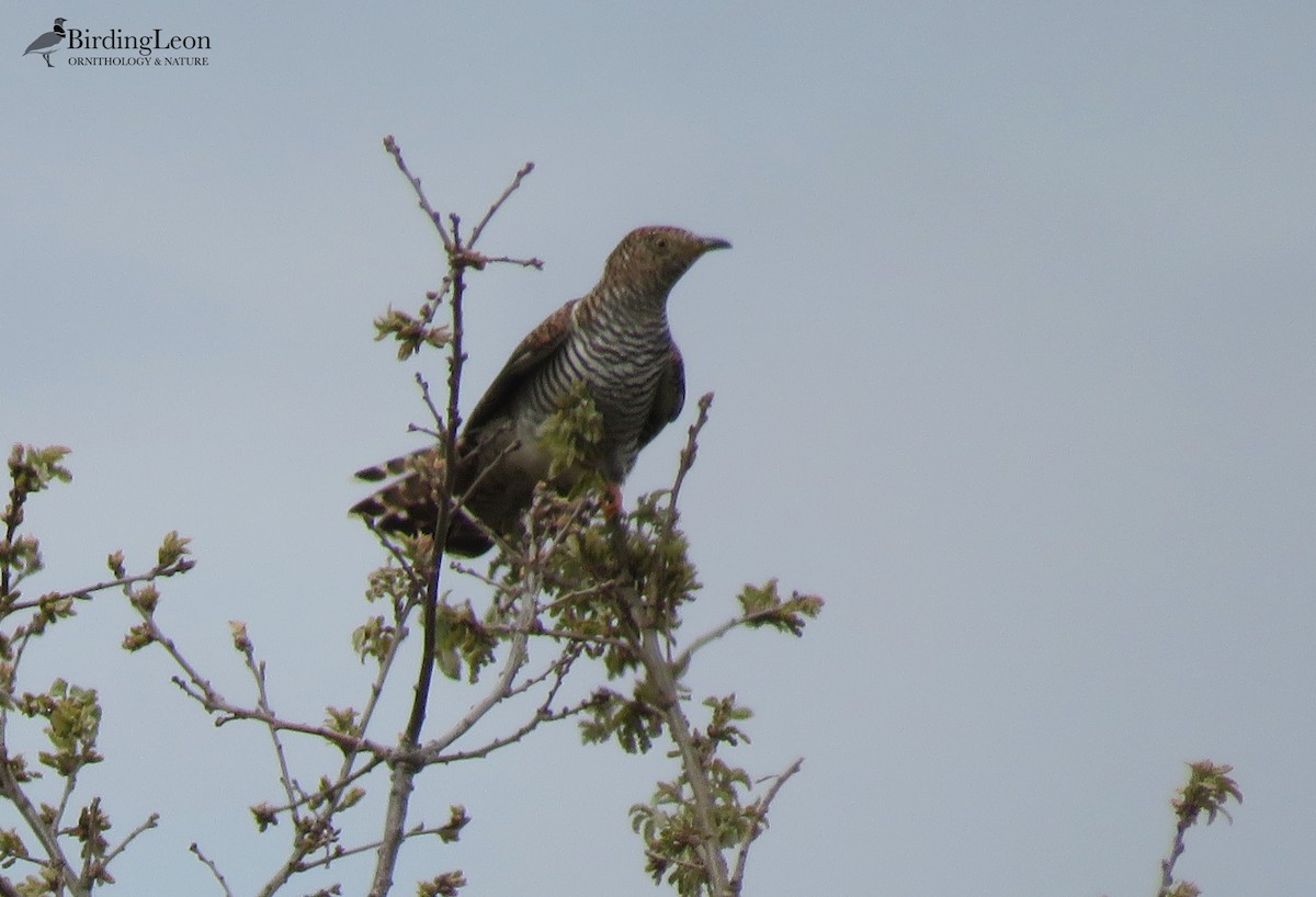 Common Cuckoo - ML329819651