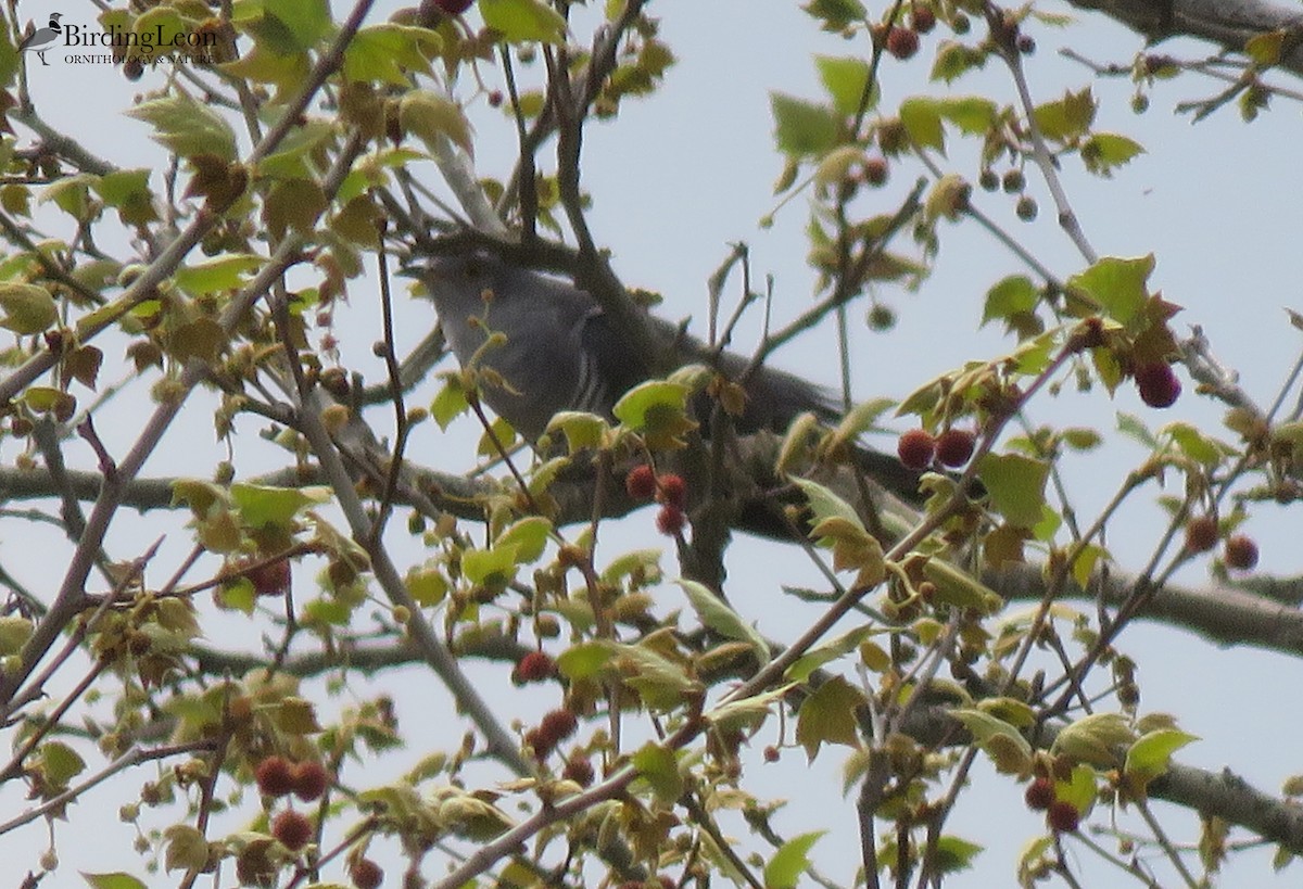 Common Cuckoo - ML329819661