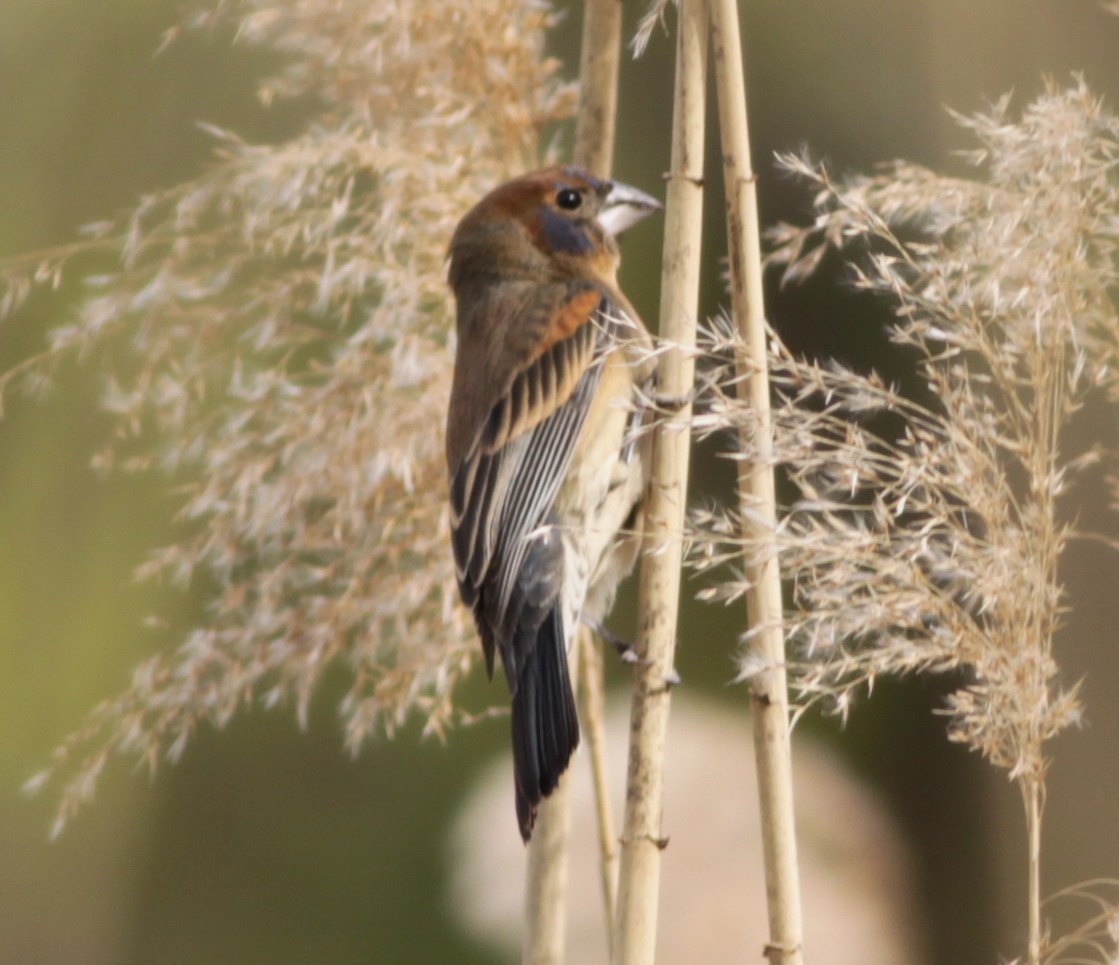 Blue Grosbeak - ML329821561