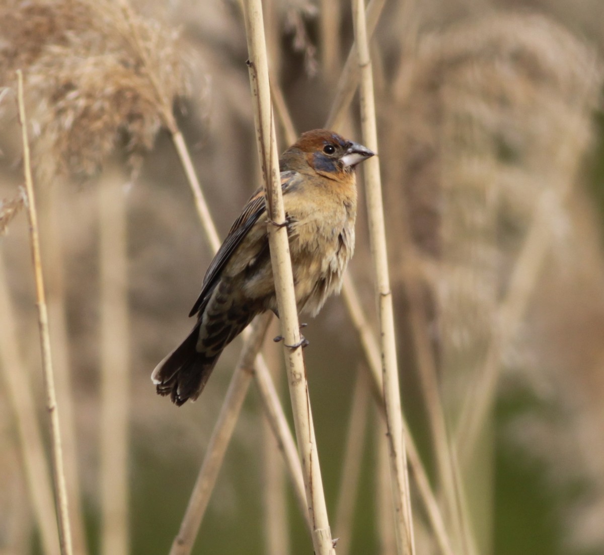 Blue Grosbeak - ML329821571