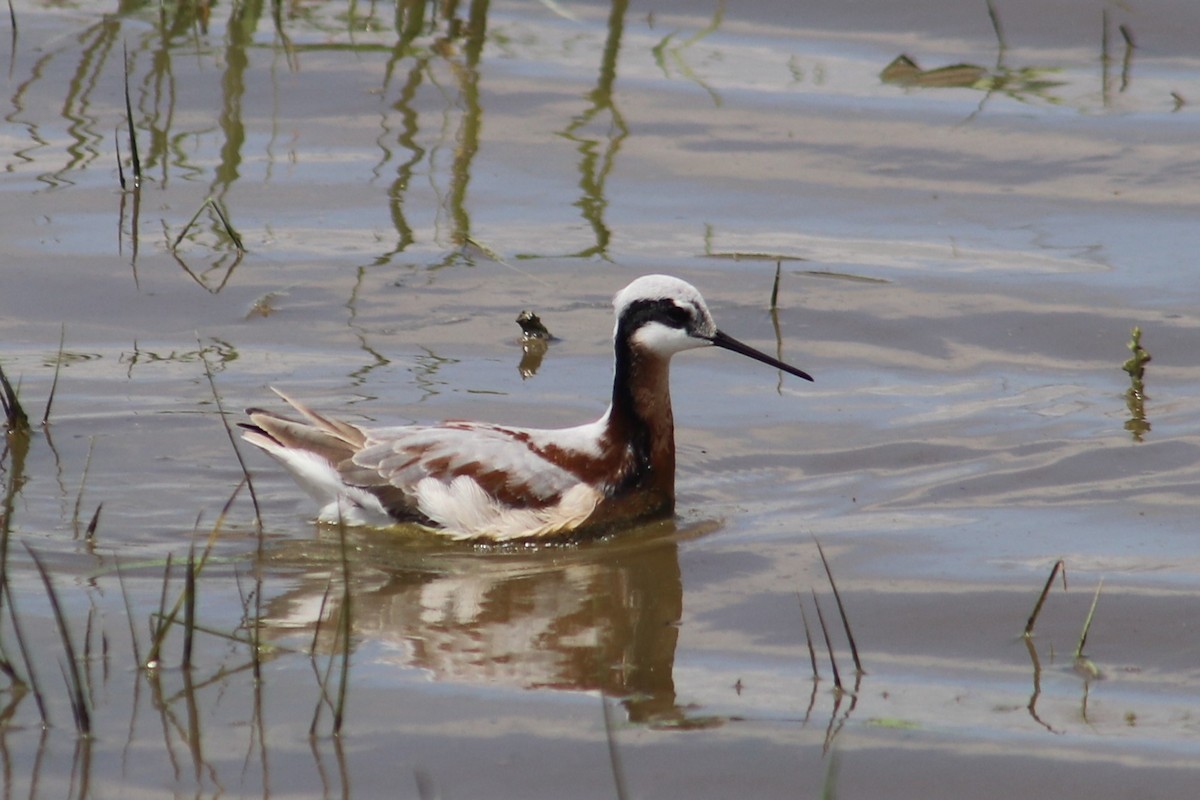 Wilson's Phalarope - Brady Schwab